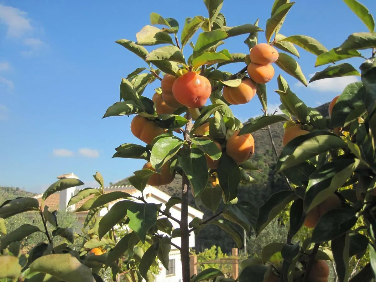 Alojamiento Rural Alfaguara Villa Tolox